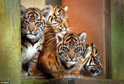 Tiger cubs Paignton Zoo
