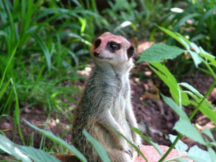 Paignton Zoo Meercat