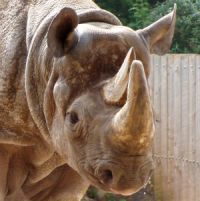 Paignton Zoo Rhino